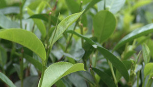 eco-sl